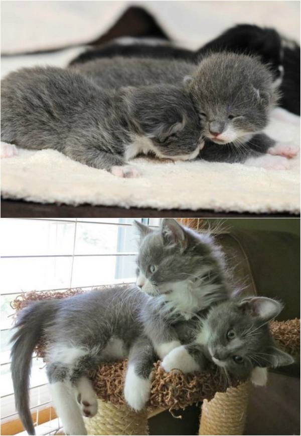 http://www.lovemeow.com/never-be-apart-then-now-1608240015.html