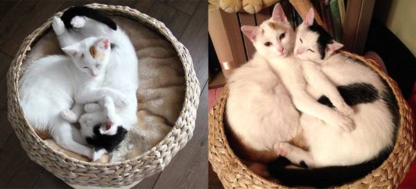 http://www.boredpanda.com/cats-growing-up-before-and-after/