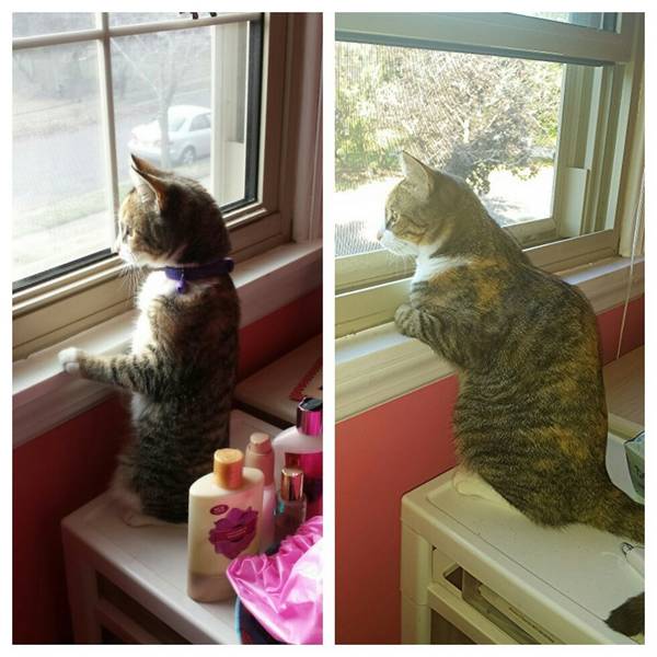 http://www.oneway.com/have-you-noticed-how-our-pets-change-with-time-30-adorable-pics-then-and-now/