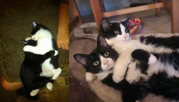 http://www.oneway.com/have-you-noticed-how-our-pets-change-with-time-30-adorable-pics-then-and-now/
