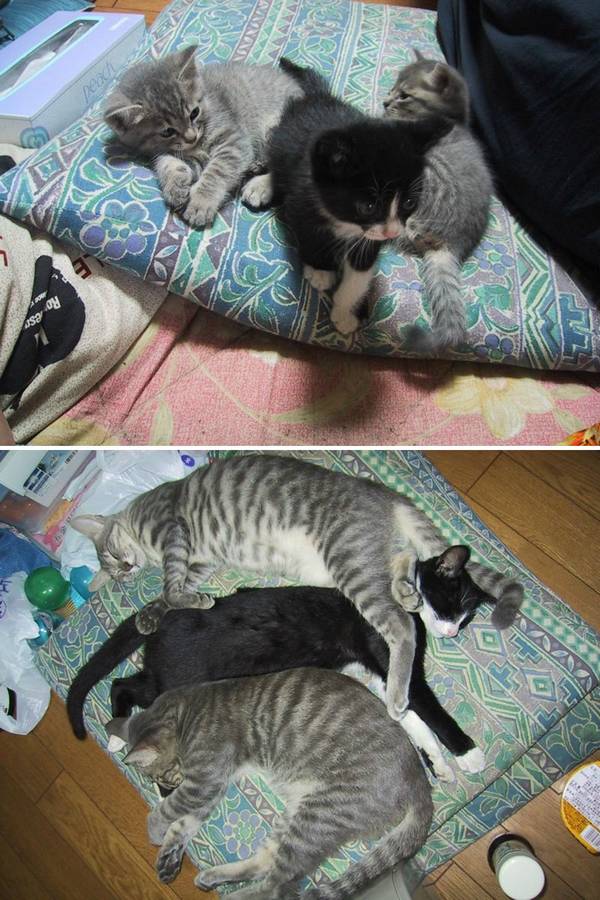 http://www.boredpanda.com/cats-growing-up-before-and-after/
