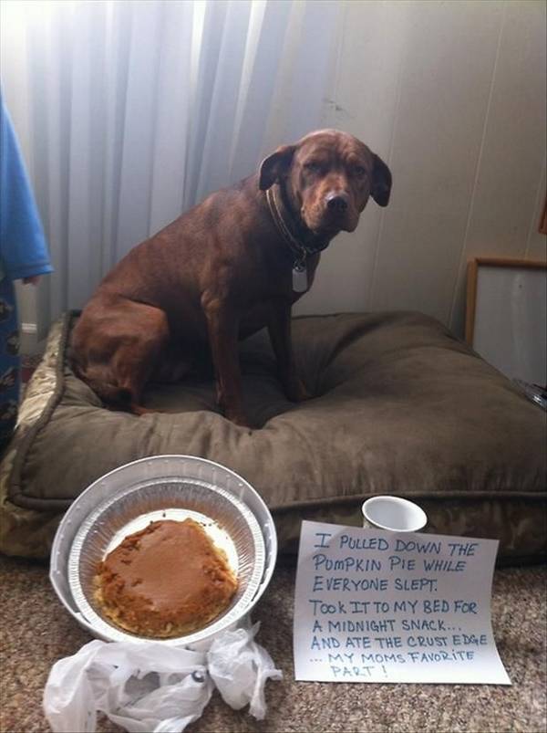 http://wowoon.com/pin/look-at-that-face-dog-shaming-funny-dogs-bad-dog-funny-picture-funny-animal-pumpkin-pies-pet-shaming.html