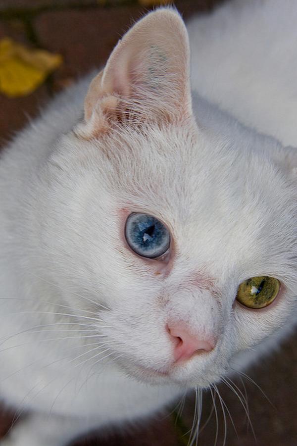 http://thecutest.org/2016/01/29/cats-with-amazing-eyes/