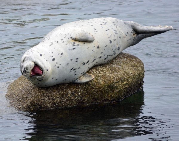 http://assets.nydailynews.com/polopoly_fs/1.1489784.1409256114!/img/httpImage/image.jpg_gen/derivatives/gallery_1200/smiling-harbor-seal.jpg