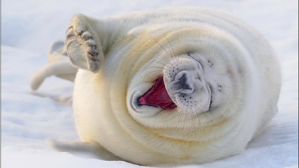 http://www.wallpapersxl.com/wallpapers/1366x768/funny-animal/85971/funny-animal-happy-polar-bear-and-85971.jpg