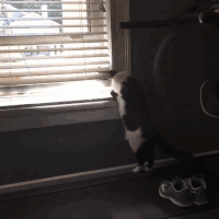 chats-chiens-rester-coucher-gif (1)