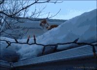 chats-chiens-rester-coucher-gif (10)