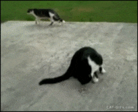 chats-chiens-rester-coucher-gif (12)