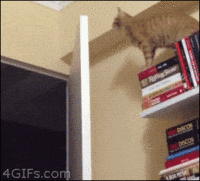 chats-chiens-rester-coucher-gif (13)
