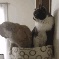 chats-chiens-rester-coucher-gif (14)