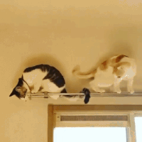 chats-chiens-rester-coucher-gif (2)