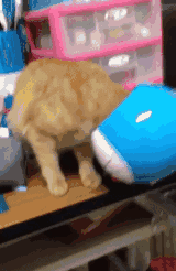 chats-chiens-rester-coucher-gif (3)