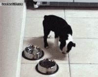 chats-chiens-rester-coucher-gif (6)