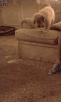 chats-chiens-rester-coucher-gif (7)