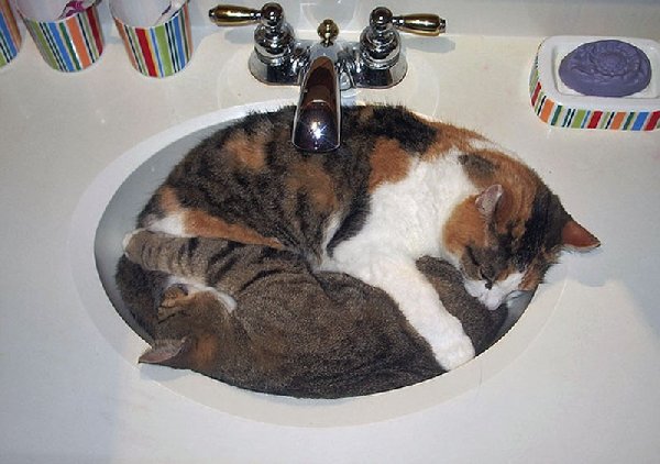 http://funnycatsgif.com/wp-content/uploads/2015/04/cat-nap-hilarious-sleepy-cat-in-a-sink.jpg
