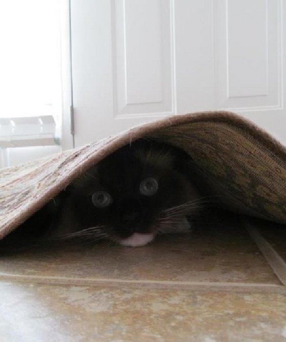 http://photos.ellen.warnerbros.com/gallery-images/2014/06/cats-hiding.png_full.jpg