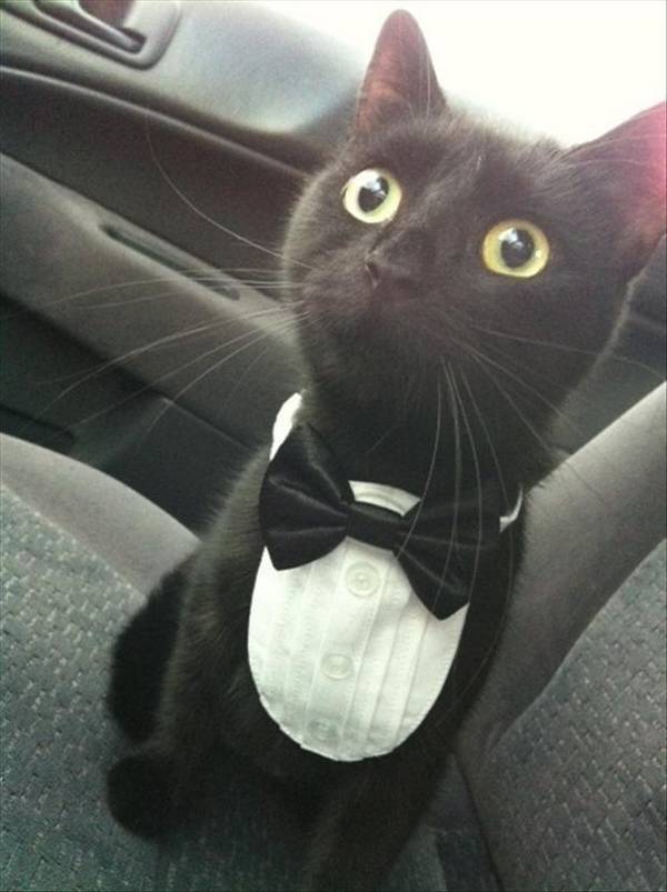 http://www.catsfotos.com/i/tuxedo-cat-facts-and-personality-tuxedo-cat-breed-aba779d1-f2aa-46ee-ac37-90a224734d19.html