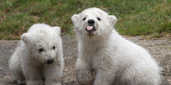 https://mishappeningsofa20something.files.wordpress.com/2016/01/o-twin-polar-bear-cubs-facebook.jpg