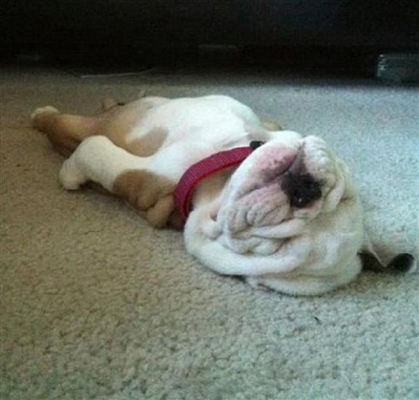 http://www.dumpaday.com/wp-content/uploads/2014/04/funny-dog-sleeping-carpet-cute.jpg