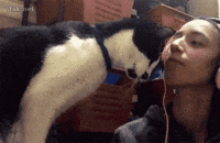 chats-chiens-bien-rire-gif (2)