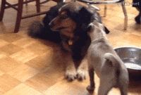 chats-chiens-bien-rire-gif (4)
