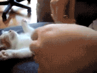 chats-chiens-bien-rire-gif (5)