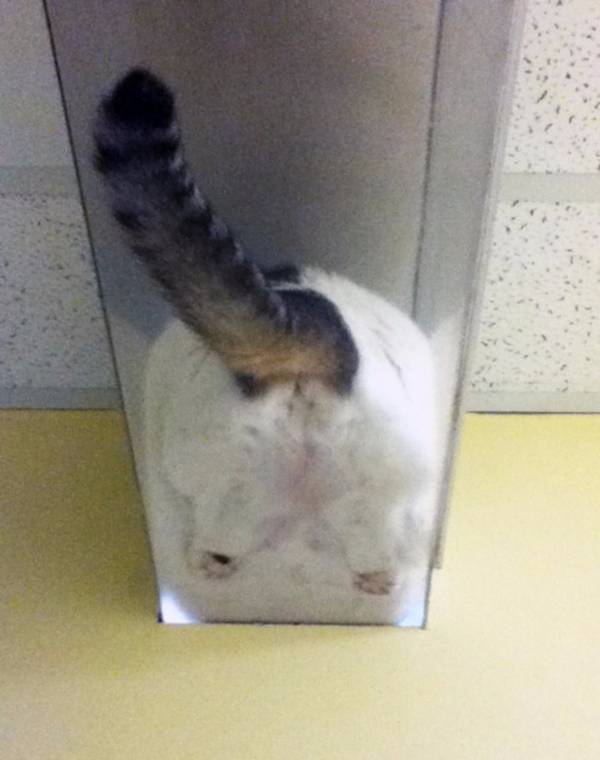 http://list25.com/25-hilarious-photos-cats-stuck/
