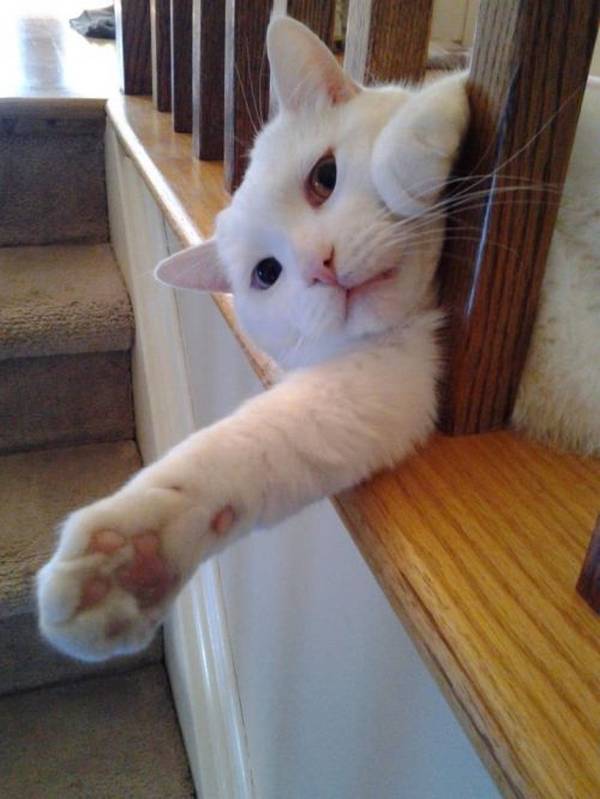 http://media-saver.com/funniest-pic-of-the-day/you-are-stuck-cat-edition-21-photos/