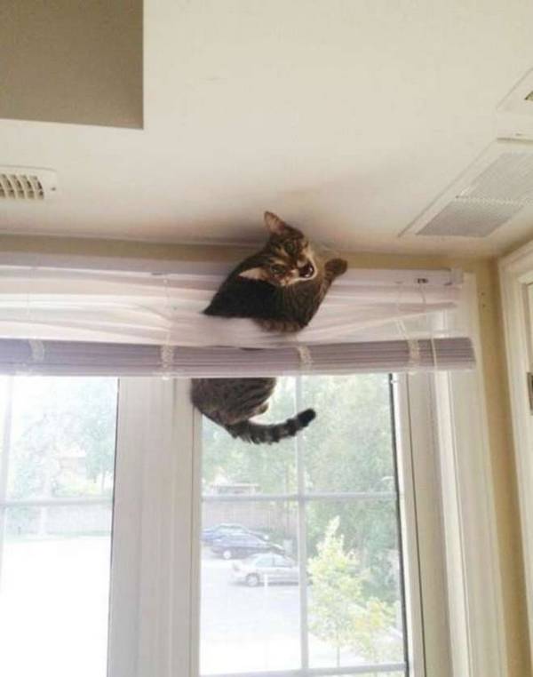 http://emgn.com/entertainment/21-cats-who-made-terrible-life-decisions-and-now-regret-everything-2/
