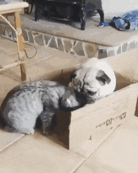 chats-vrais-petits-emmerdeurs-gif (5)
