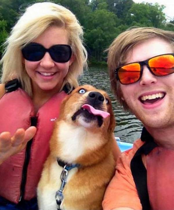 http://3milliondogs.com/dogbook/the-15-most-epic-dog-photobombs-of-all-time/
