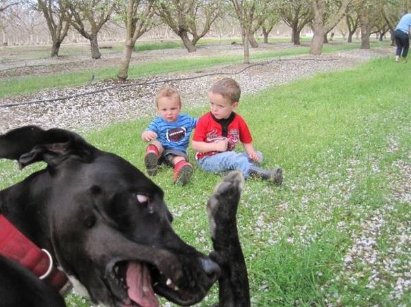 http://3milliondogs.com/dogbook/the-15-most-epic-dog-photobombs-of-all-time/