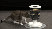 jouets-indispensables-chat-gif (3)