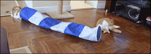 jouets-indispensables-chat-gif (4)