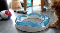 jouets-indispensables-chat-gif (5)