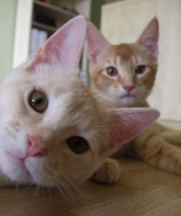 http://www.activecats.co.uk/best-cat-photobombs-ever/