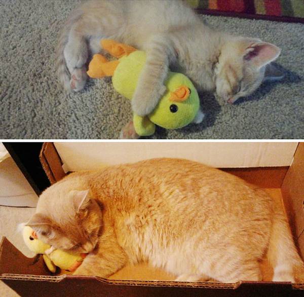 http://www.funnyjunk.com/Pets+and+their+toys/funny-pictures/5579303/