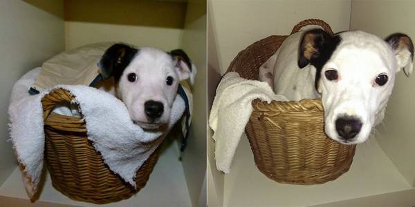 http://www.boredpanda.com/before-and-after-dogs/