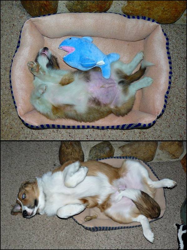 http://www.boredpanda.com/before-and-after-dogs/