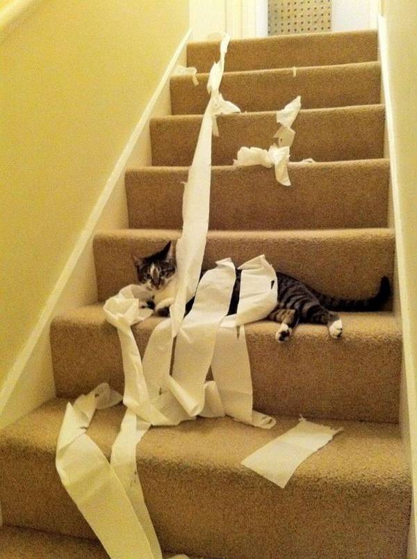 http://www.cutesexyfunnyawful.com/2010/10/cat-discovers-toilet-paper.html