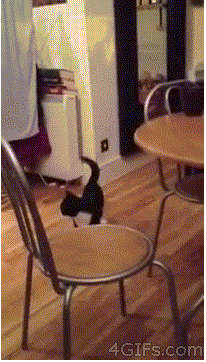 chats-chiens-talent-marrer-gif (1)