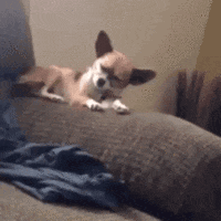 chats-chiens-talent-marrer-gif (2)