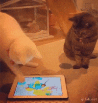 chats-chiens-talent-marrer-gif (4)