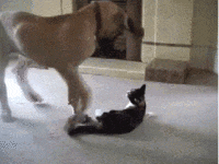 chats-chiens-tres-chiants-gif (11)