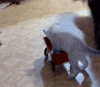 chats-chiens-tres-chiants-gif (2)