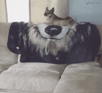 chats-chiens-tres-chiants-gif (3)