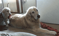 chats-chiens-tres-chiants-gif (4)