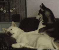 chats-chiens-tres-chiants-gif (5)