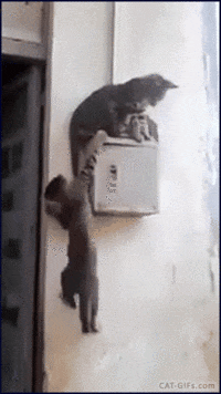 chats-chiens-tres-chiants-gif (7)