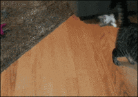 chats-chiens-tres-chiants-gif (9)